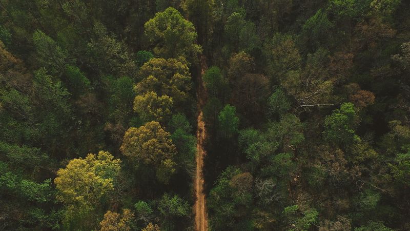 trees, road, view from above, 4k