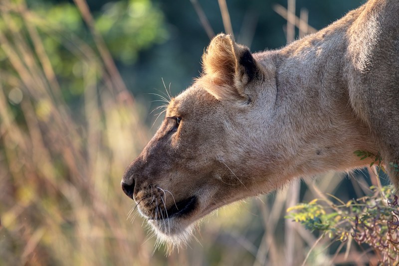 female lion profile with savanna grass in background south luangwa national park, fixated young lion 4k