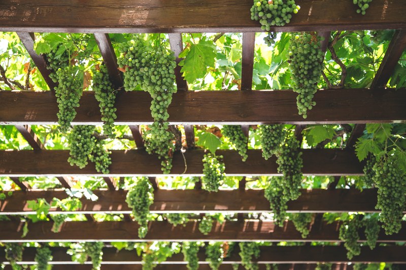 grape vine vineyard and grow 4k