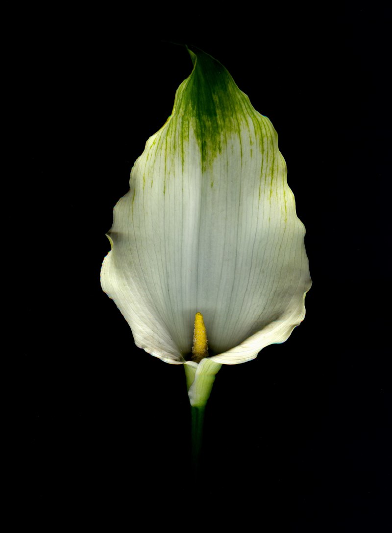 the funeral flower 4k