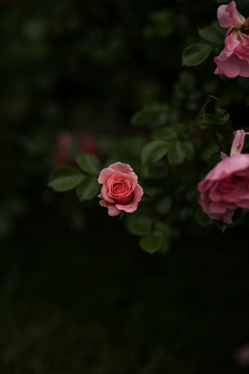 lonely rose 4k