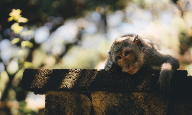 animal monkey fur and brick 4k