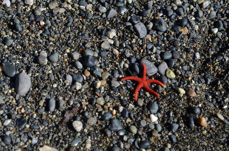 starfish on a pebble rock beach, starfish on a pebble beach 4k