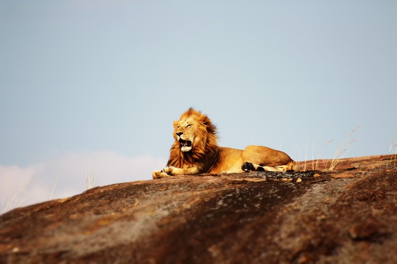 mufasa on pride rock 4k