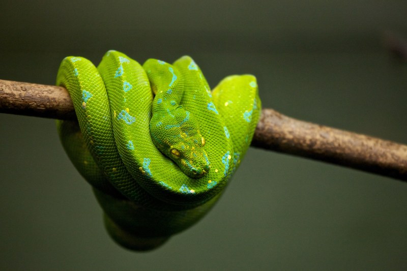 snake reptile green and green snake 4k