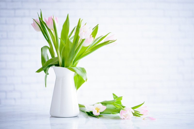 white vase with pink and white tulips and green stems in spring salt lake city, a kiss of pink 4k