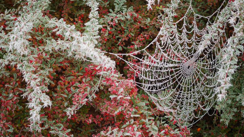 spider web, tree, branch, hoarfrost, 4k