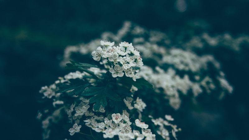 flowers, bloom, spring, 4k