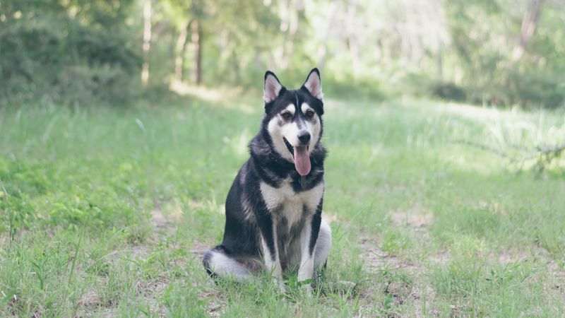 husky, dog, grass, sits, 4k