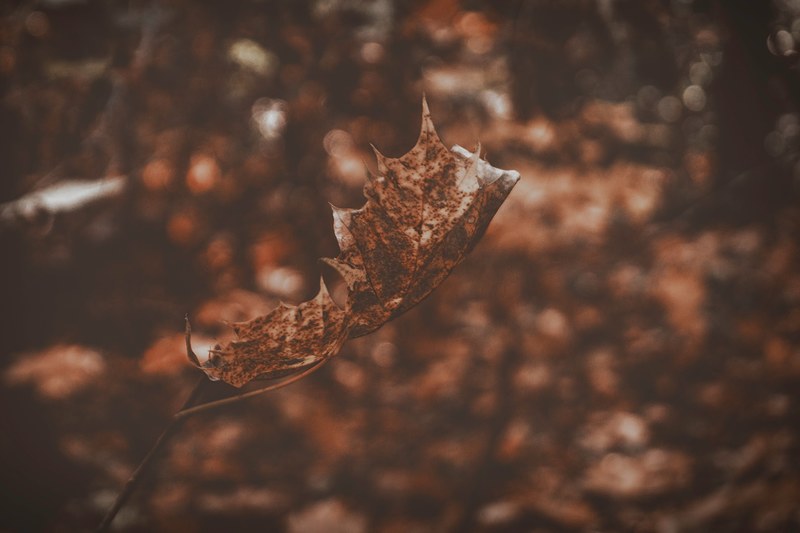 close up of a wilting autumn leaf, curled up autumn leaf 4k