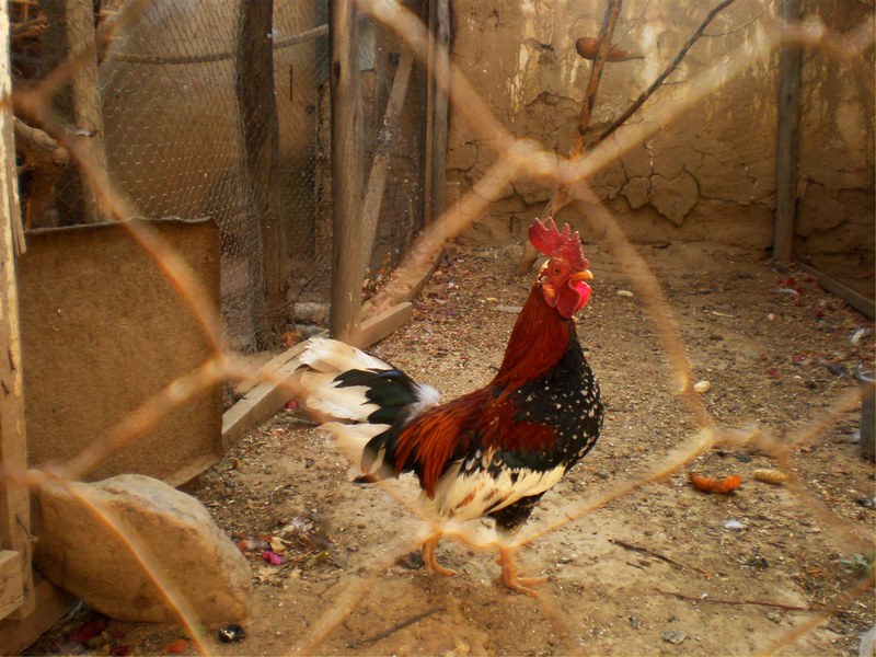 lone rooster behind a fence a chicken coop, chicken coop 4k