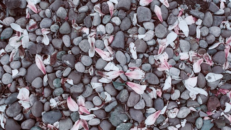 magnolias, leaves, stones, 4k