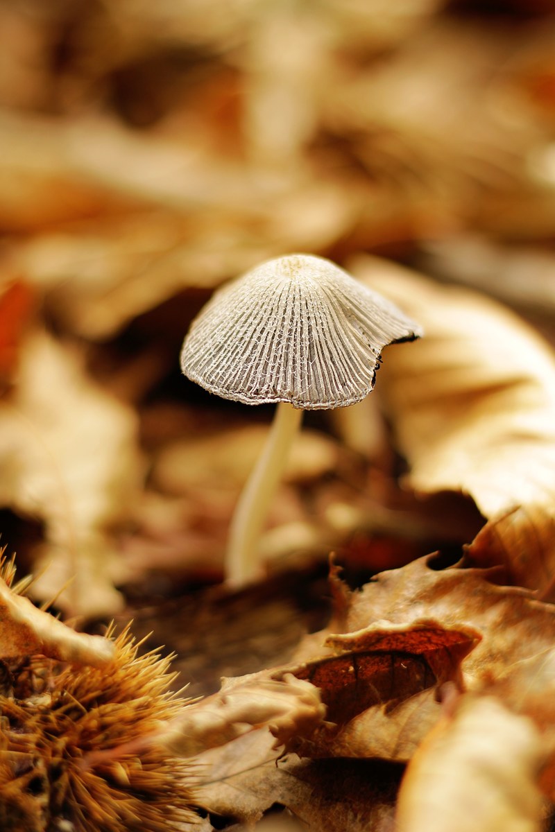 warm food and mushroom hd, 4k