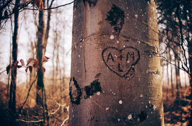 lovers initials in a heart carved into the trunk of a tree, confession of love 4k
