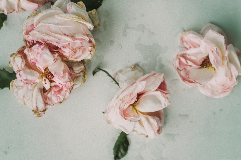 an overhead shot of wilting pink rose flowers on a white surface, dying roses 4k