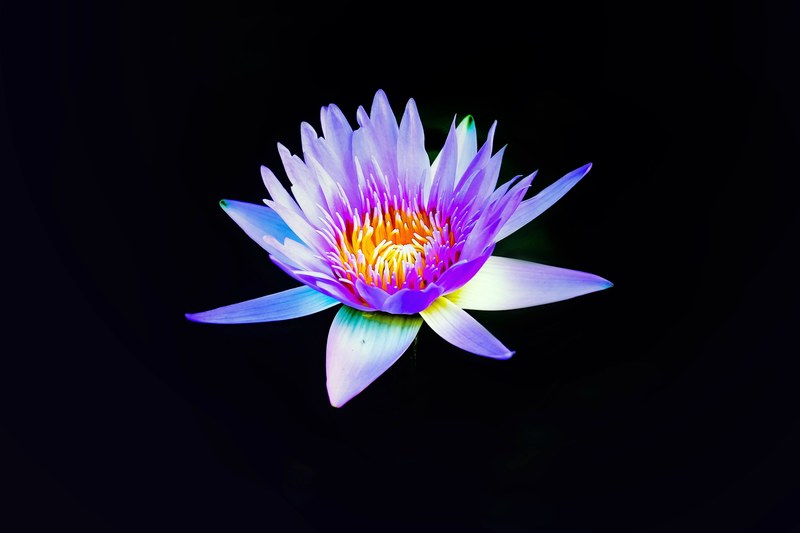 a violet water lily against a black background, violet water lily on black 4k
