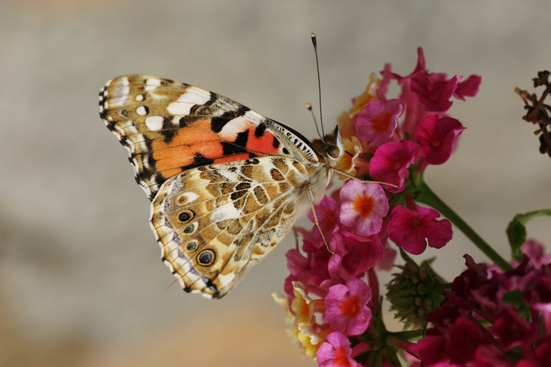 butterfly insect landing on pink flower plant in garden in spring provence, butterfly provence 4k