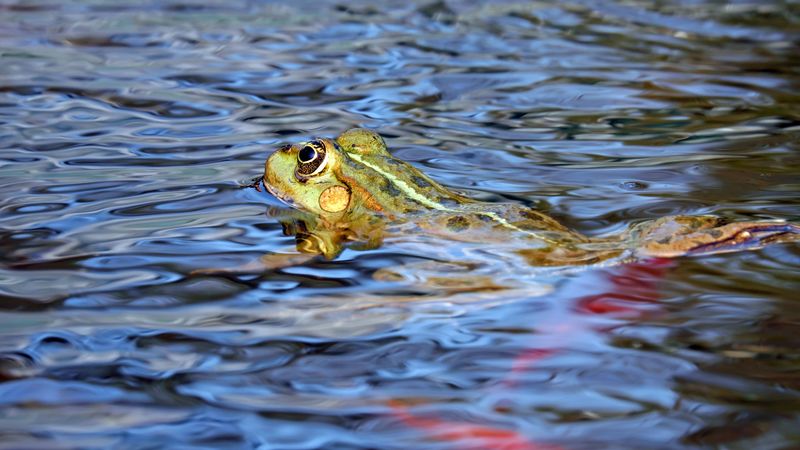 frog, water, swim, 4k