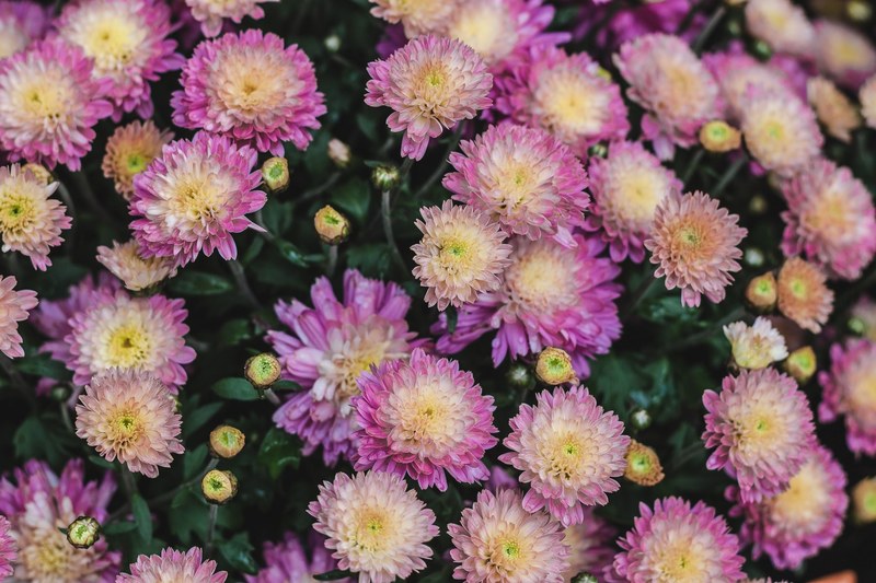 top view of a bed of yellow and pink flowers, dazzling pink flowers from above 4k