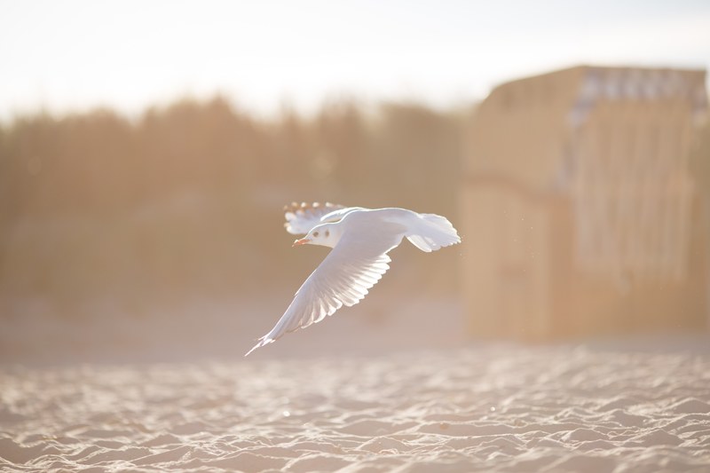 white sunlit seagull flying above the water at schnberger strand, seagull flying low 4k