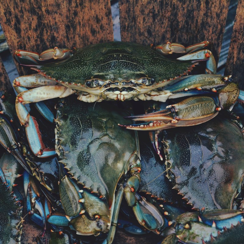 crab claw seafood and dea life 4k