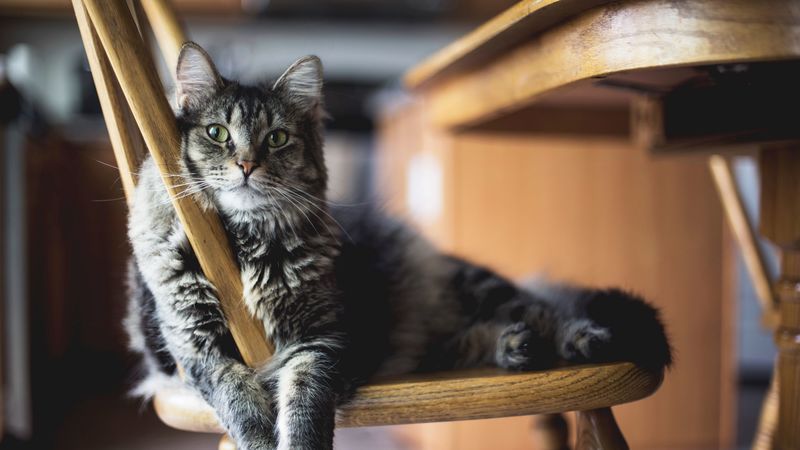 cat, fluffy, chair, lying, 4k