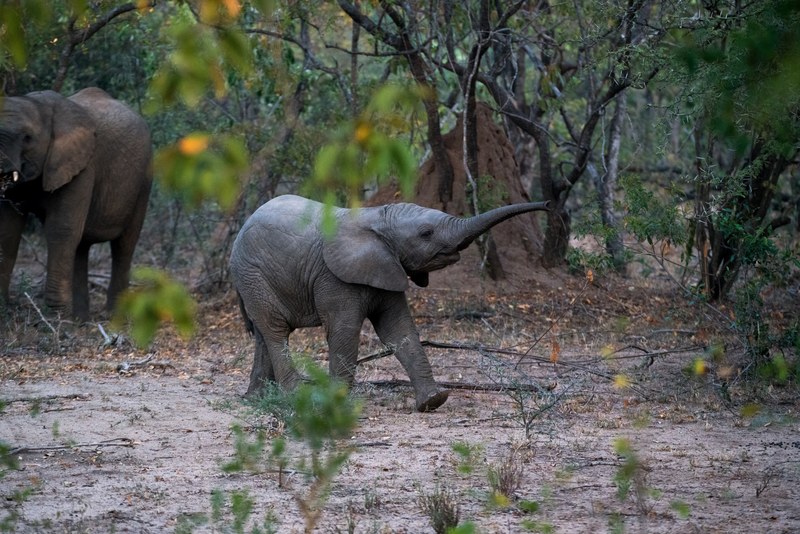 elephant animal baby elephant and indian elephant 4k