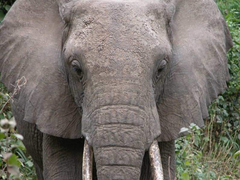 elephant animal tusk and ear 4k