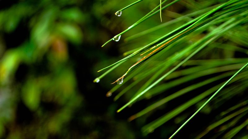 needles, drops, macro, spruce, 4k