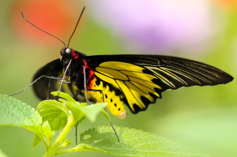 macro of admiral butterfly insect collecting and spreading nectar from green plant in spring kaohsiung city, admiral plant macro 4k