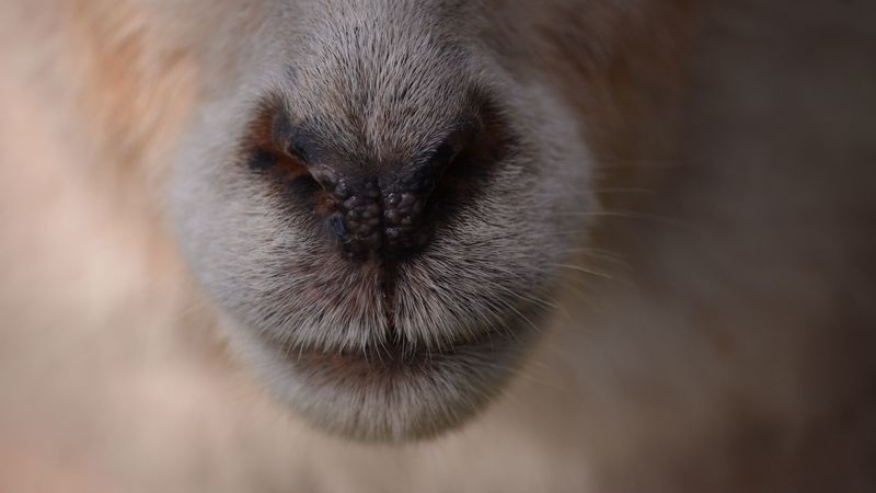 sheep, nose, coat, 4k