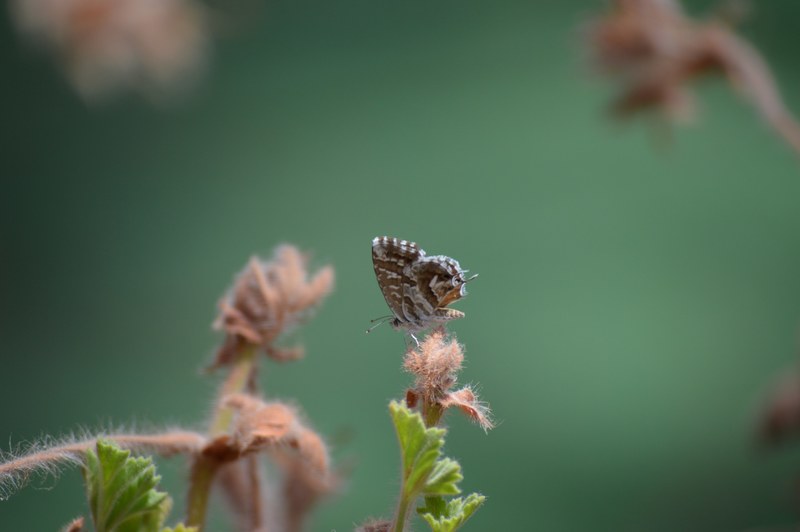 a brown moth with its wings folded sitting on a flower bud, moth on a plant 4k