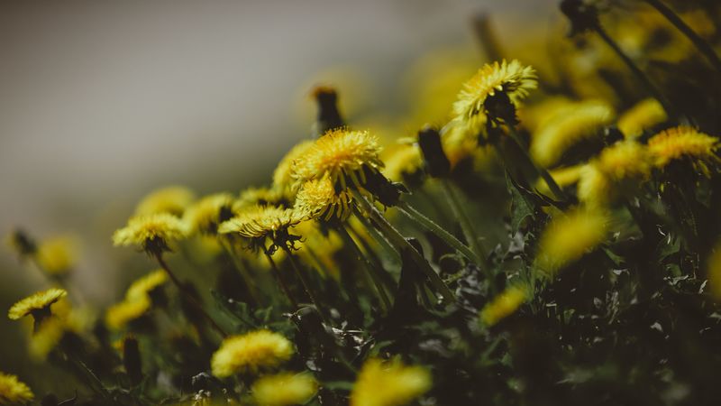 dandelions, flowers, grass, close-up, 4k