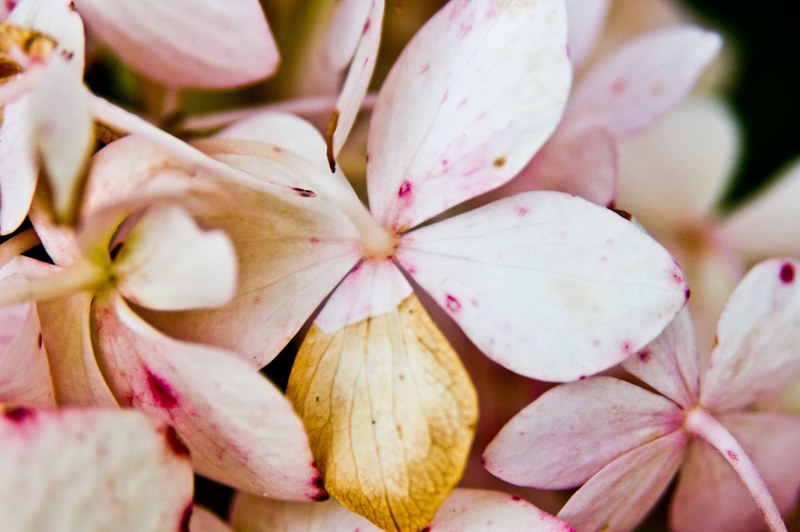 close up of partly wilted pink flowers, fading pink flowers 4k