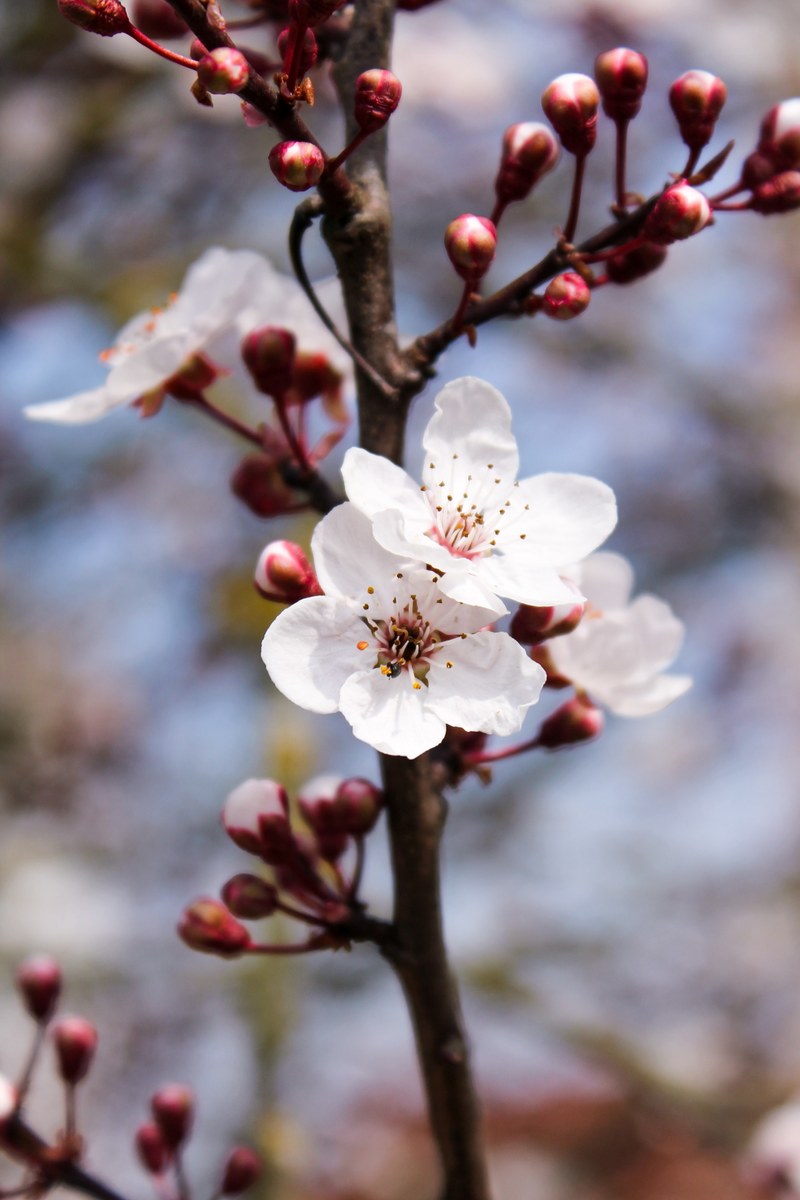 cherry blossoms 4k