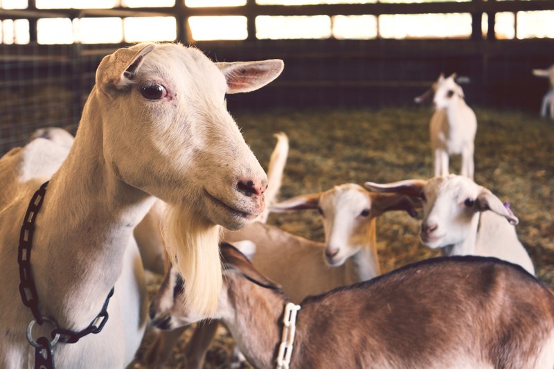 herd of goats inside a farm cage, farm goats 4k