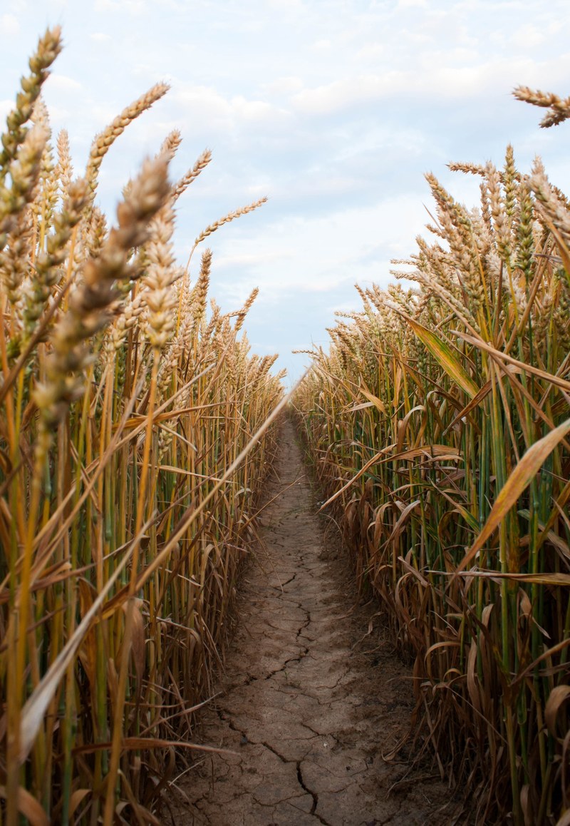wheat field crop and path hd, 4k