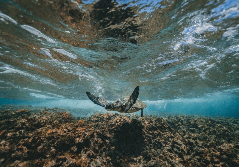 turtle on the move 4k
