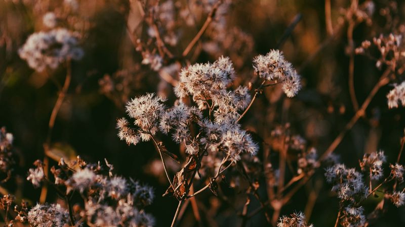 plant, branch, dry, 4k