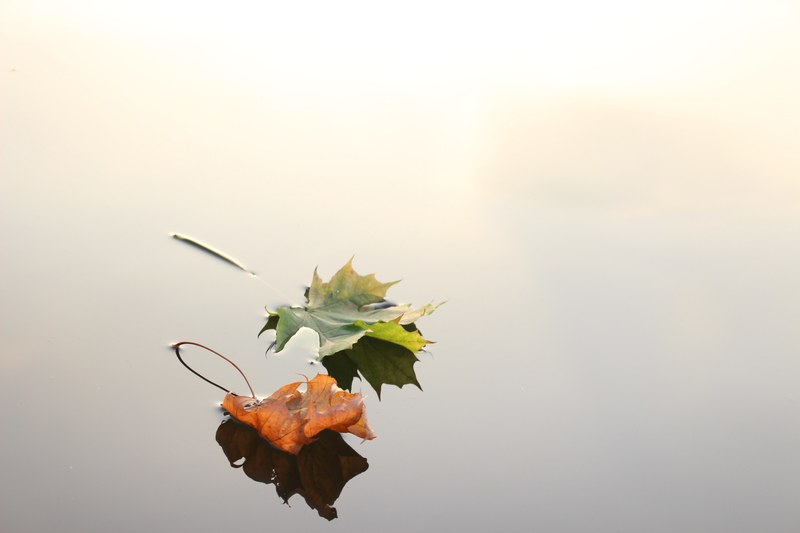 green and orange maple leaves floating on the clear surface of water, floating maple leaves 4k