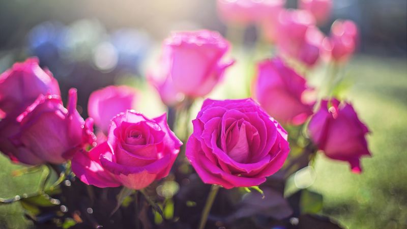 roses, buds, light, pink, 4k