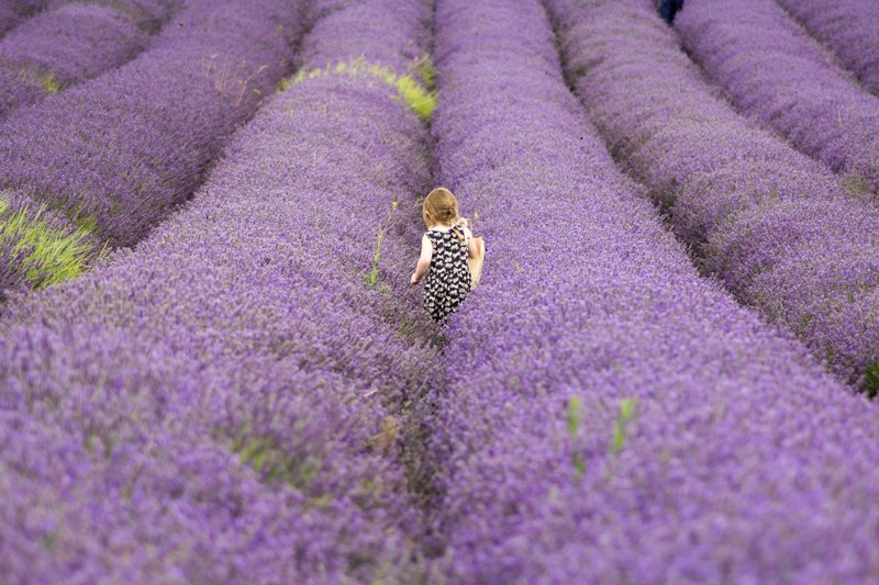 purple field lavender and lavender field 4k