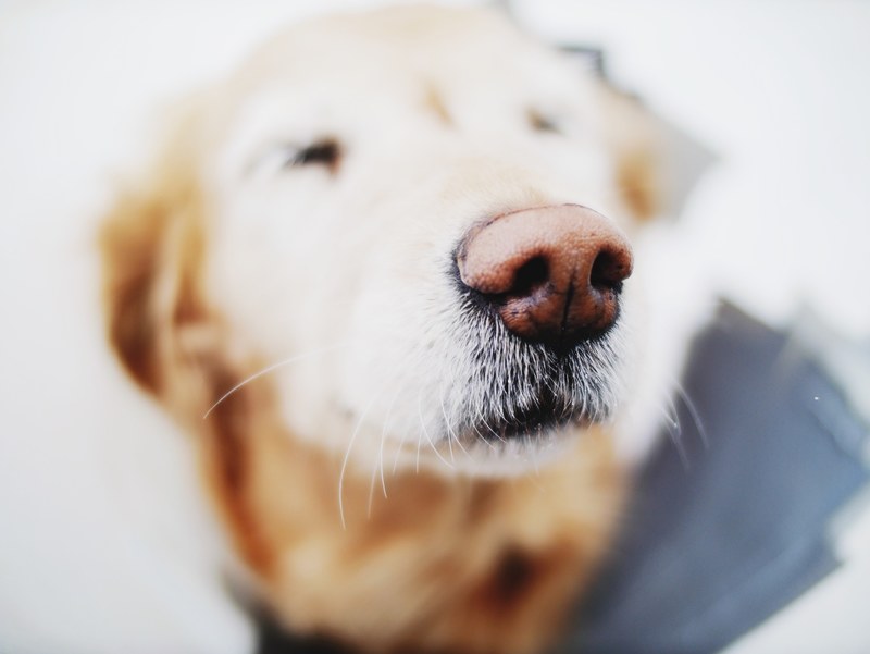 dog puppy canine and pet 4k