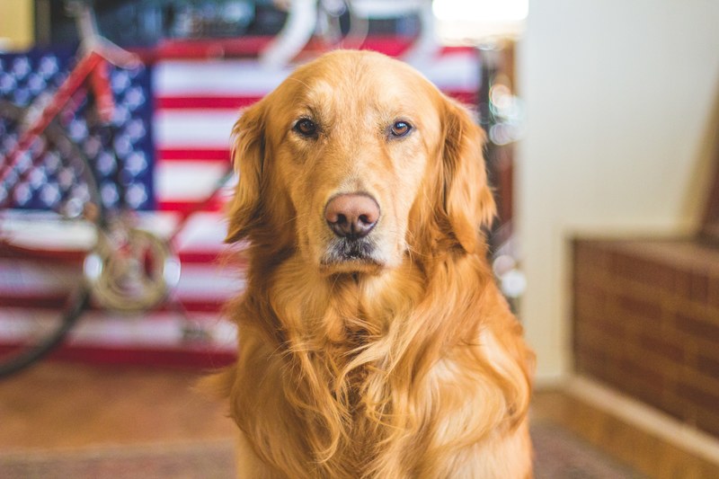 a golden retreiver dog with an american flag and bicycle behind him, golden retriever dog 4k