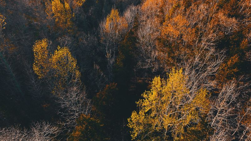 trees, view from above, autumn, 4k