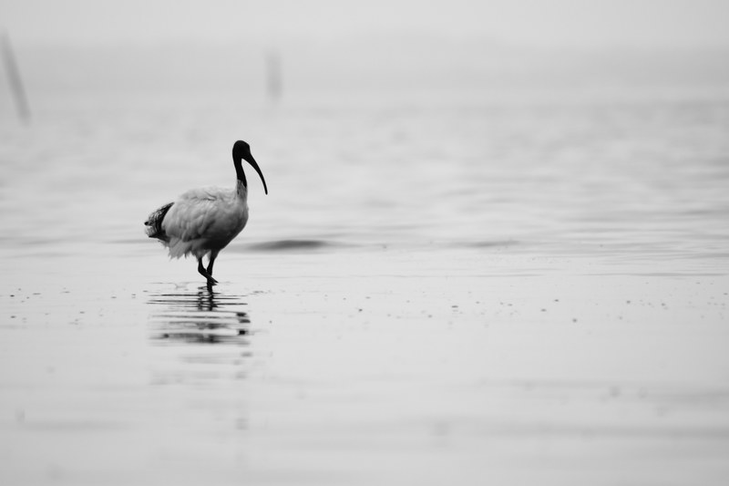 a stork wading through the water on a gray day, stork in the water 4k