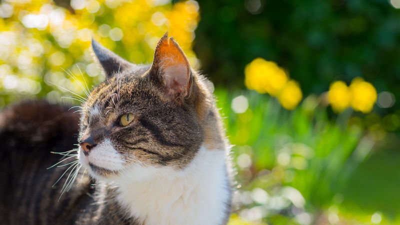 cat, muzzle, spotted, 4k