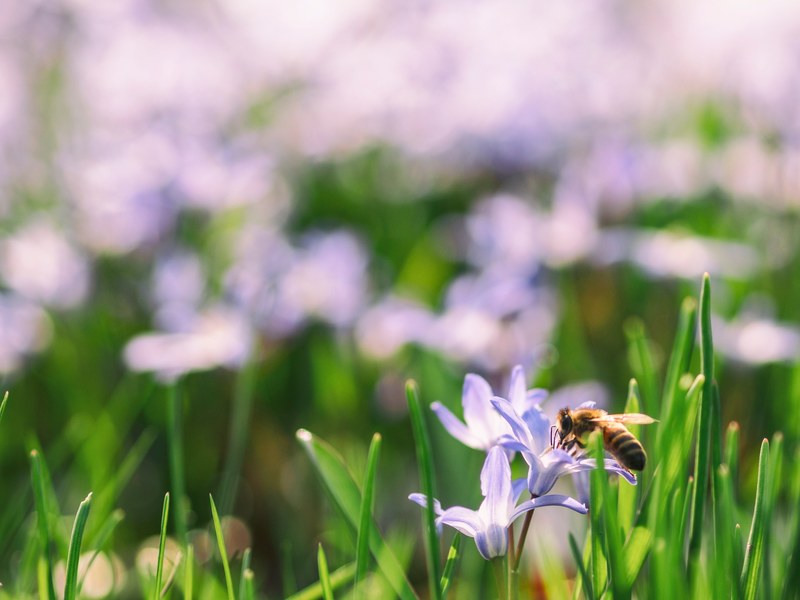 spring flower grow and bee 4k