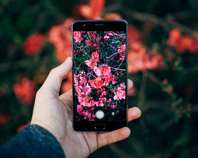 a person taking a photo of red flowers with a smartphone, seeing the world through the camera 4k