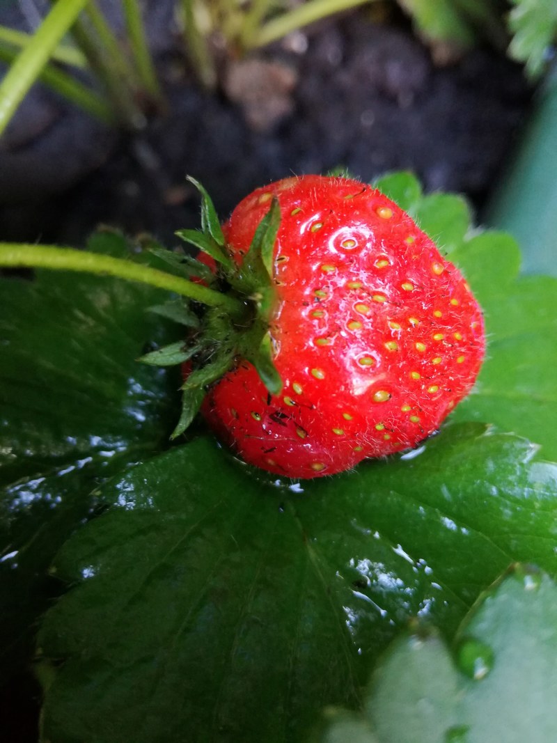 like strawberries in the rain 4k